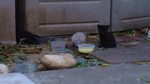 Three Tiny Kittens Near Food Bowls In Yard Stock Footage 341099393