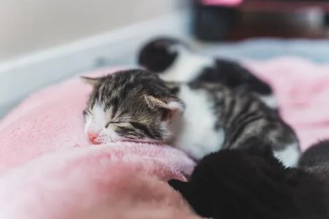 Three tiny newborn kittens sleeping on a pink blanket Stock Photos