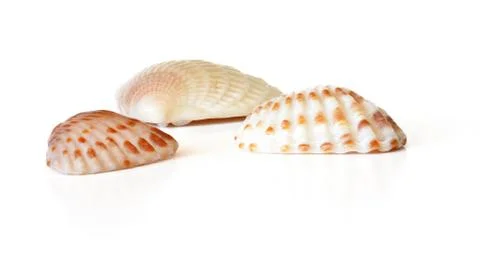 Three tiny scallop sea shells isolated on white background, closeup detail Foto stock