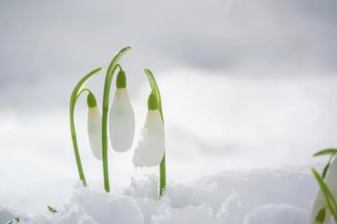 Three tiny snowdrop flowers Stockfoto's