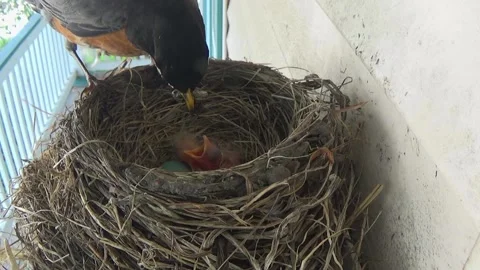 Three tiny two-day-old Robin chicks are fed a fat grub by their mom Stock Footage 136550213