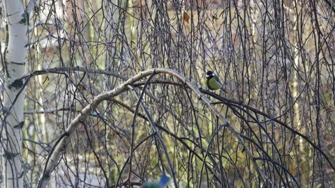 Three tits on a birch branch. Video stock 144489629