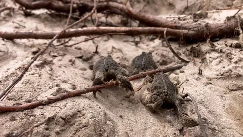 Three toads crawling up a hill. Slow motion. Stock Footage 313135917