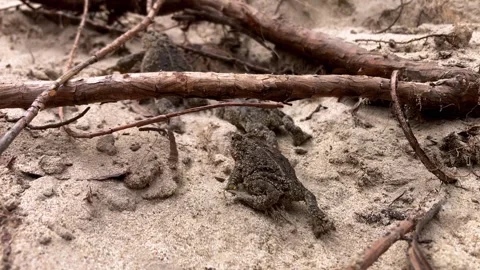 Three toads crawling up a hill. Slow motion. Camera slowly tracks behind them. Stock Footage 313137585