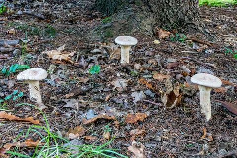 Three toadstools in a triangular formation Stock Photos