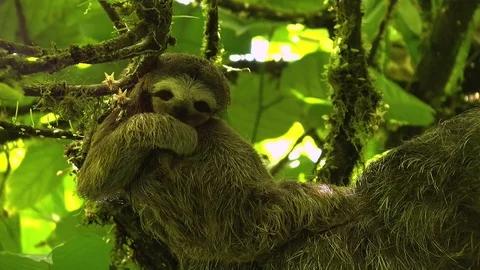 Three-toed baby sloth scratching on a branch Stock Footage 91205209