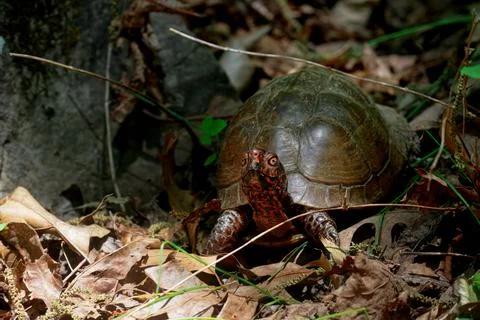 Three-Toed Box Turtle Stock Photos