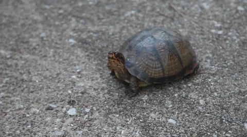 Three-toed Box Turtle(Terrapene carolina triunguis) Stockbeeldmateriaal 68614105