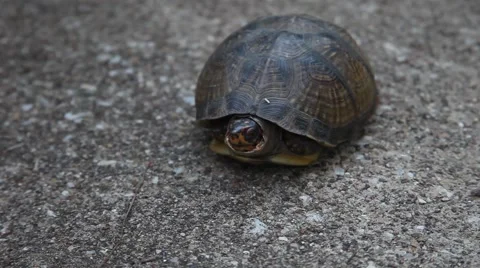 Three-toed Box Turtle(Terrapene carolina triunguis) Stockbeeldmateriaal 68614109