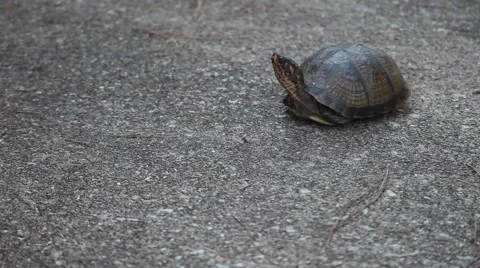 Three-toed Box Turtle(Terrapene carolina triunguis) 動画素材 68614110