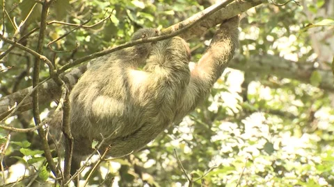 Three Toed Brown Throated Sloth Climbing Crawling On Branch in Forest Stock Footage 134032056