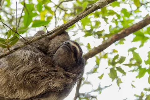Three-toed sloth bear moving in the trees. Costa Rica Stock Photos