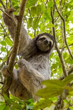 Three-toed sloth bear moving in the trees. Costa Rica Stock Photos
