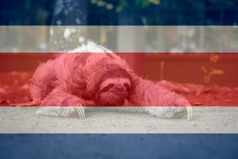 Three-toed sloth bear walking, with Costa Rica flag superimposed. Stock Photos