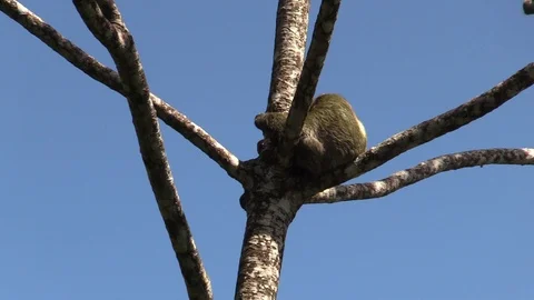 Three-toed Sloth in Cecropia Tree in Jungle in Costa Rica Rainforest Stock Footage 103639345