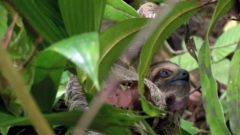 Three-toed sloth climbing up the branches of a tree Stock Footage 91195020