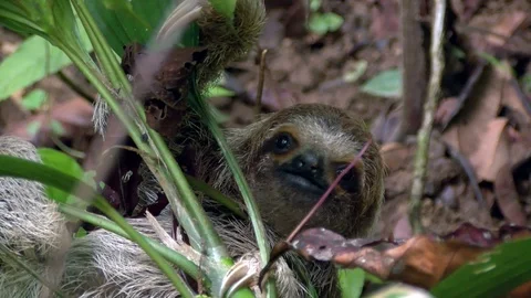 Three-toed sloth climbing up the branches of a tree Stock Footage 91195032