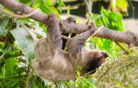 Three-toed sloth climbing on the leafy tree Stock Photos