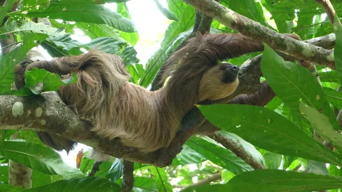 Three-toed sloth climbing up a tree in the rainforest Stock Footage 105573543