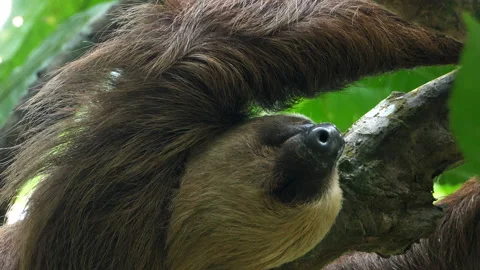 Three-toed sloth climbing up a tree in the rainforest Stock Footage 105583158