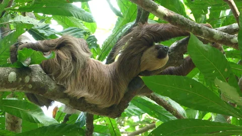 Three-toed sloth climbing up a tree in the rainforest Stock Footage 105583271