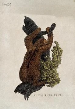 A three toed sloth climbing a tree. Coloured etching. Stock Illustration