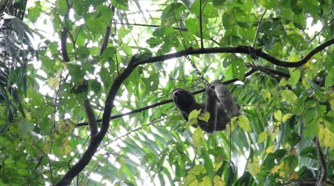 Three-Toed Sloth Climbing Trees 스톡 동영상 41899740