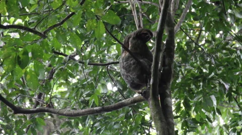 Three-Toed Sloth Climbing Trees 스톡 동영상 41900366