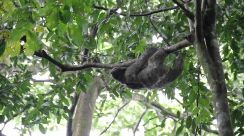 Three-Toed Sloth Climbing Trees 스톡 동영상 41901619