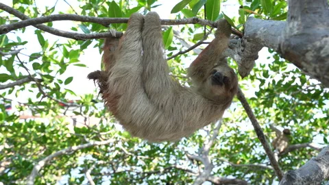 Three-toed sloth climibing in Honduras Stock Footage 220038566