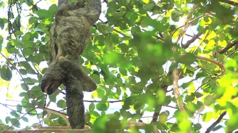Three-Toed Sloth CostaRica 库存影片 8652784