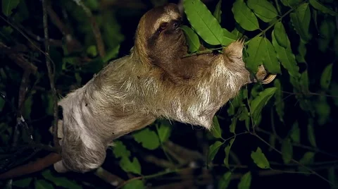 Three-toed Sloth  feeds on leaves at night in Tortuguero, Costa Rica. Video stock 41268711
