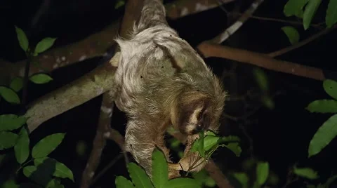 Three-toed Sloth feeds on leaves in lightning storm in Tortuguero, Costa Rica. Stock Footage 41268972