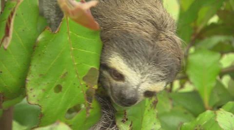 Three Toed Sloth Stock Footage 32632207