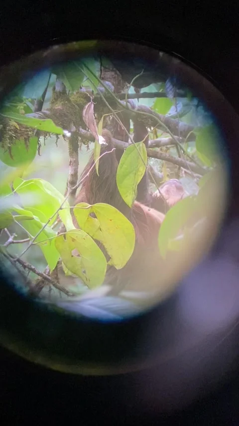 A Three-toed sloth . Stock Footage 256738170