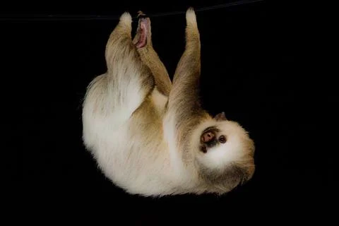 Three toed sloth hanging from a power line Stock Photos