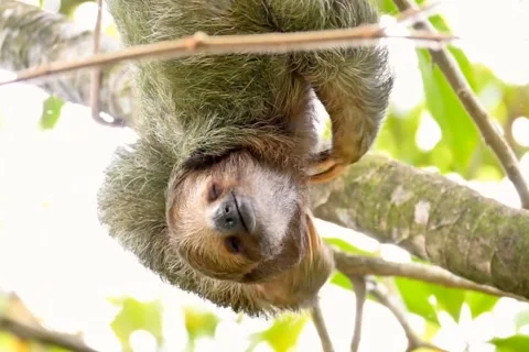 Three Toed Sloth Hanging Upside Down On Tree Scratching Sleeping Video stock 343755758