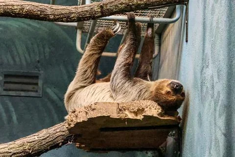 Three-toed sloth hanging upside down from a tree branch in an enclosure Stock Photos