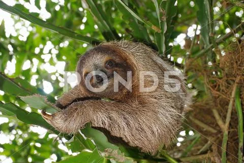 Three-toed sloth in the jungle wild animal Stock Photos
