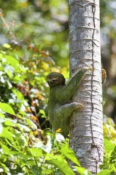 A Three-toed Sloth Stock Photos