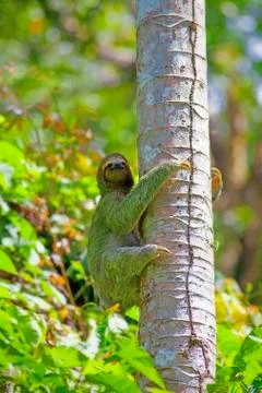 Three-toed Sloth Stock Photos