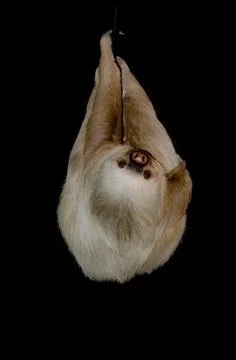 Three toed sloth Stock Photos