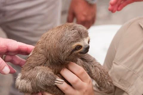 Three-toed sloth in a rain forest market Stockfoto's