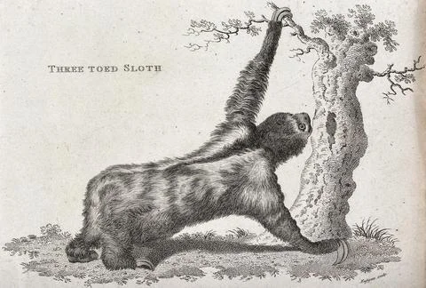 A Three Toed Sloth reaching up to a tree branch. Etching by Eastgate. Stock Illustration