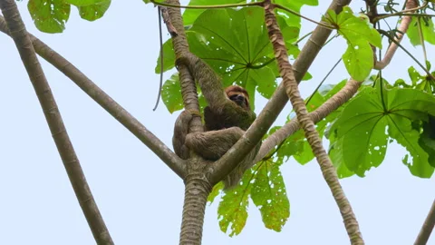 Three-Toed Sloth Resting on Cecropia Tree Branch in Tropical Rainforest Canopy. Vidéo 338362156