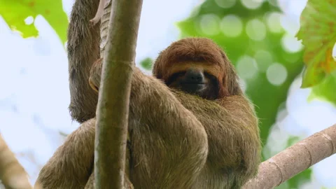 Three-Toed Sloth Resting on Tree Branch in Tropical Rainforest Canopy. Stock Footage 338369438