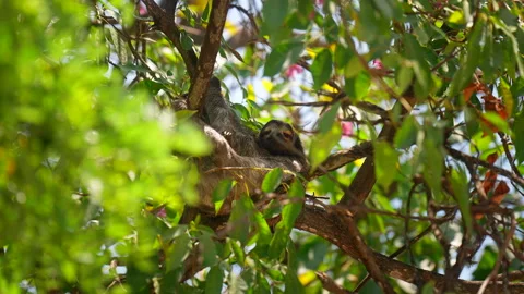 Three-Toed Sloth Resting in Tree at Cartagena Park Stock Footage 342001612