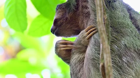 Three-toed sloth scratches its skin in a tropical forest Vídeo Stock 337759058