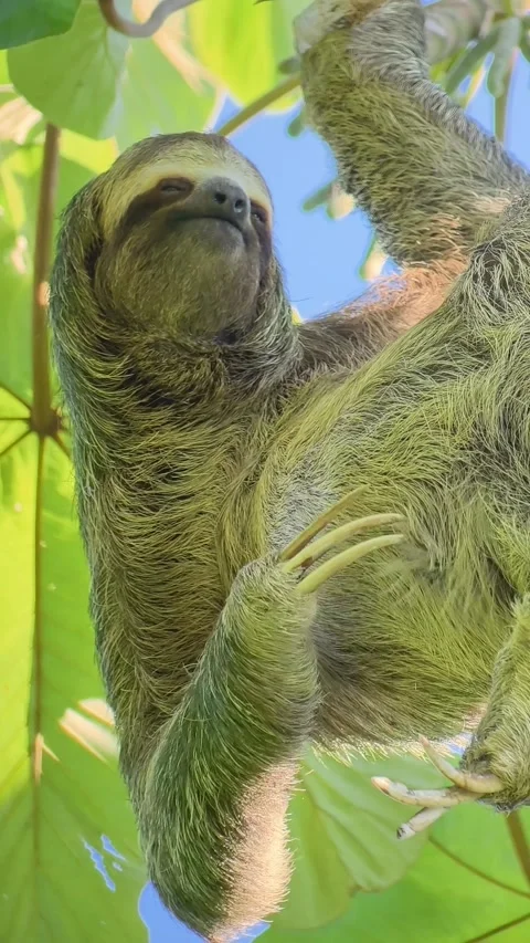 Three-Toed Sloth Scratching Chest Vertical 4K Stock Footage 346188776