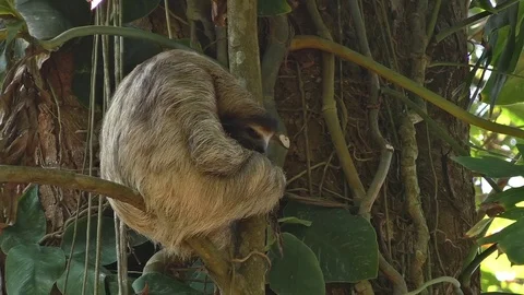 Three-toed sloth sleep - schlafendes Dreifingerfaultier - Bradypus tridactylus Video stock 102945990